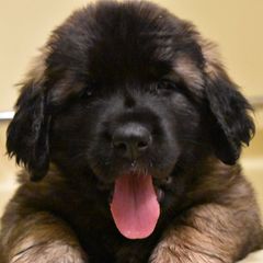 Leonbergers from Dunderave Kennel
