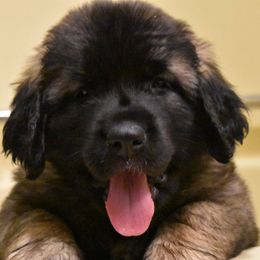 Leonbergers from Dunderave Kennel
