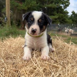 Boy 3 -BG - Tri-color male Border Collie puppy in Annona, Texas from Madeline's Border Collies