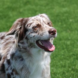 Anasia - Miniature Australian Shepherd