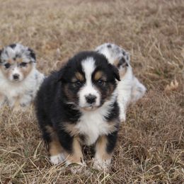 Australian Shepherd and Soft Coated Wheaten Terrier Puppies from Ironwood Ridge Kennels