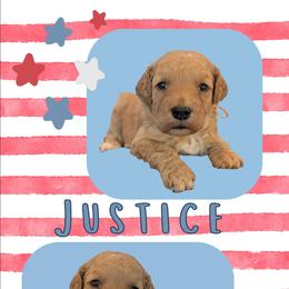 Justice - Apricot male Goldendoodle puppy in Coarsegold, California from Hobbit Hollow Acres