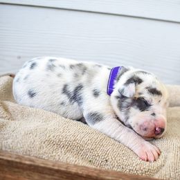 Riblet - Blue and white Great Dane puppy in Fort Worth, Texas from Cowtown Danes