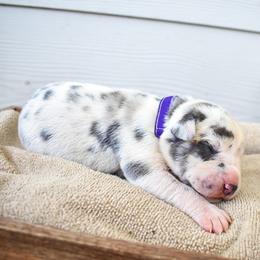 Riblet - Blue and white Great Dane puppy in Fort Worth, Texas from Cowtown Danes
