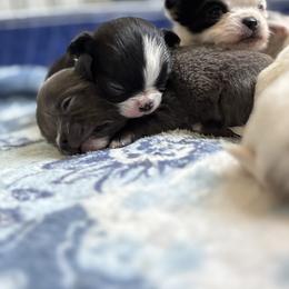 Chihuahua Puppies from Cloud9 Chihuahuas