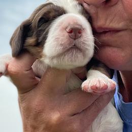 English Springer Spaniel Puppies from Butterfield Trail Springer Spaniels