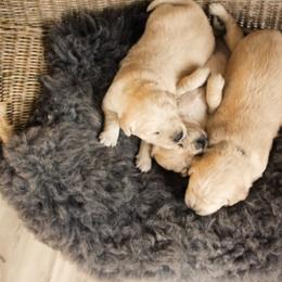 German Shepherd and Golden Retriever Puppies from Sweet Breeze Acres