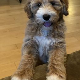 Australian Labradoodle Puppies from Sundance Labradoodles