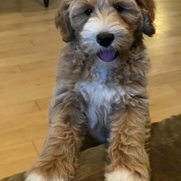 Australian Labradoodle Puppies from Sundance Labradoodles