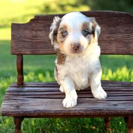 Marley Philippe - Red merle male Australian Shepherd puppy in Statesville, North Carolina from Charming Australian Shepherds