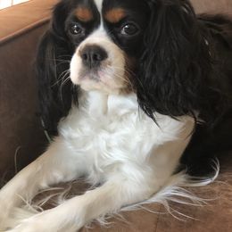 Cavalier King Charles Spaniel All Grown Up from Cavi Love