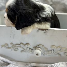 Cavalier King Charles Spaniel and Labrador Retriever Puppies from Happy Tails Kennel