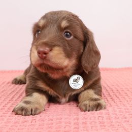 Mini Maggie - Chocolate and cream female Dachshund puppy in Liberty, South Carolina from Golden Creek Miniature Farm