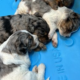 Bernedoodle Puppies from Salty Point Doodles