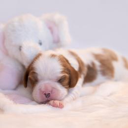 Cavalier King Charles Spaniels from CURTIS CAVALIERS