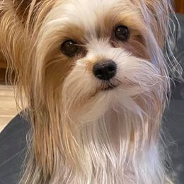 Yorkshire Terriers from Robin’s Yorkie Nest Of Mississippi