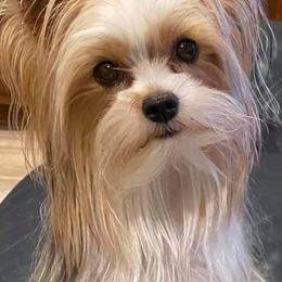 Yorkshire Terriers from Robin’s Yorkie Nest Of Mississippi