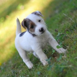 Calico Jack - Tri-color male Jack Russell Terrier puppy in Graham, Washington from Ethical Jacks