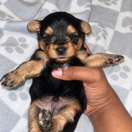 Porky 2000 - Black and tan male Yorkipoo puppy in Gastonia, North Carolina from Banks Dynasty Kennel