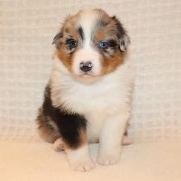 Dag - Blue merle male Australian Shepherd puppy in Colorado from Firestone Australian Shepherds