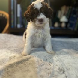 Bernedoodle and Goldendoodle Puppies from Dandelion Doodles
