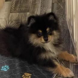 Boy 2 - Black and tan male Pomeranian puppy in Jamestown, California from Park Avenue Poms