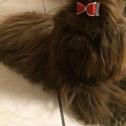 Shih Tzu All Grown Up from AKC Shih Tzu of California