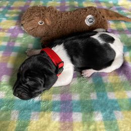 Boy 3 - Black and white male German Shorthaired Pointer puppy in Garland, North Carolina from Echo Acres Farm