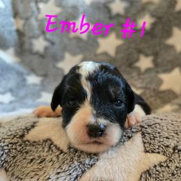 Ember 1 - Black tri-color female Aussiedoodle puppy in Redding, California from House Merrills Minis and Doodles