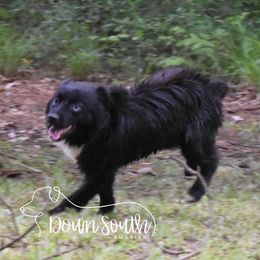 Winnie - Miniature Australian Shepherd