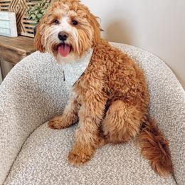 Lucy - Goldendoodle