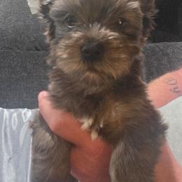 Daisy - Parti female Yorkshire Terrier puppy in Hamilton, Ohio from Purebred Yorkies of Ohio