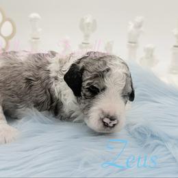 Zeus - Blue merle male Bernedoodle puppy in Omaha, Nebraska from Whimsy Doodles