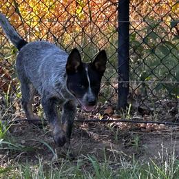 Tess Aka Cheyenne - Blue speckled female Australian Cattle Dog puppy in Red Bluff, California from Route 99 Heelers