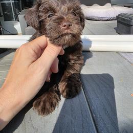 Miniature Schnauzer Puppies from Jentz Family Schnauzers