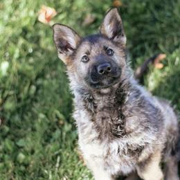 Rachel (Pink Collar) - Sable female German Shepherd puppy in Mason, Michigan from Sweet Breeze Acres