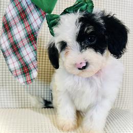 WAFFLE - Tri-color female Bernedoodle puppy in Houston, Texas from Pia’s Doodle Poodle Wag