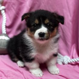Belle - Black and tan female Pembroke Welsh Corgi puppy in Nortonville, Kansas from Low Riders Corgis & Mini Aussies