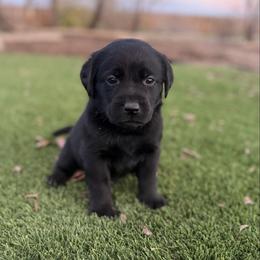 White - Black female Labrador Retriever puppy in Paulden, Arizona from Carefree Samoyeds & Deserthills Labradors