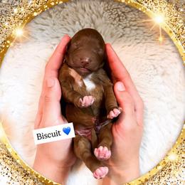 Biscuit - Red  male Goldendoodle puppy in Kissimmee, Florida from Poodle Doodle Kennels