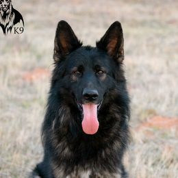 Knando - German Shepherd