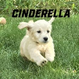 Girl 2 - Cream female Goldendoodle puppy in Milford, Michigan from Servant Kennel