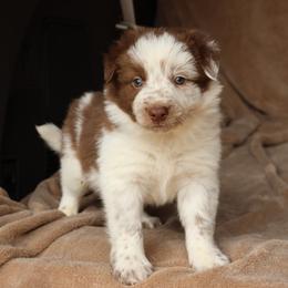 Theo - AKC Reg - Red male Border Collie puppy in Courtland, Alabama from C Bar C Ranch Border Collies