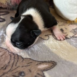 Lottie - Black brindle and white female Boston Terrier puppy in Alabama from Southern Bulldogs