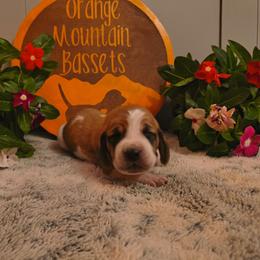 Male 5 - Red and white male Basset Hound puppy in Robbins, Tennessee from Orange Mountain Basset Hounds