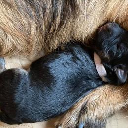 German Shepherd Puppies from Silver Knight Shepherds