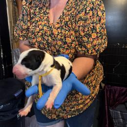 Yellow Collar - White and black male Greyhound puppy in Mesa, Arizona from ARK Greyhound Kennel LLC