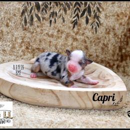 Capri - Blue merle female Miniature Australian Shepherd puppy in Madisonville, Texas from Flying LL Aussies