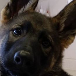 Belgian Malinois, Dutch Shepherds, and Working Dog Crosses from Wendy's Belgians and Dutch Shepherds