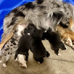 Toy Australian Shepherd puppies from Yampa Valley Aussies